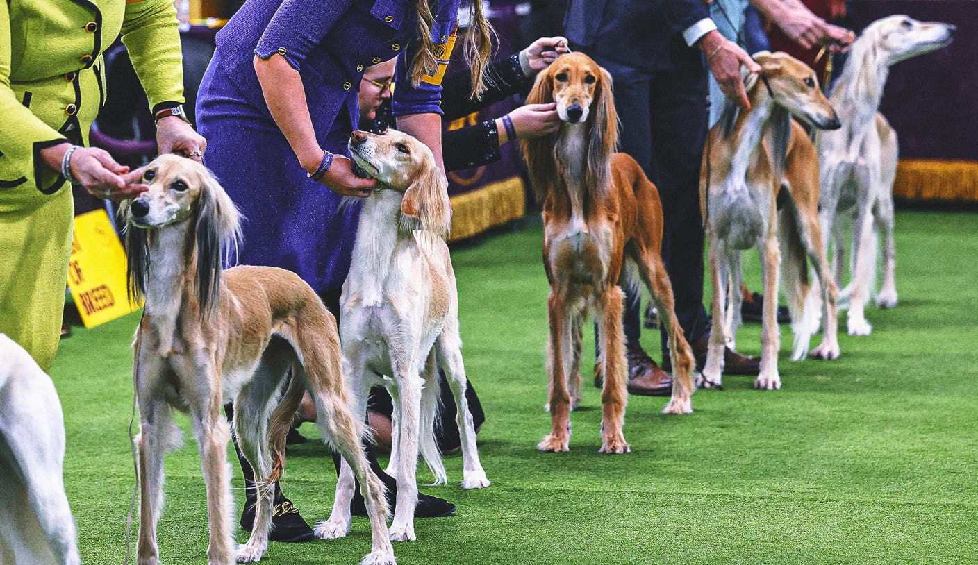 2026 威斯敏斯特犬展：群雄逐鹿，群组冠军逐一揭晓